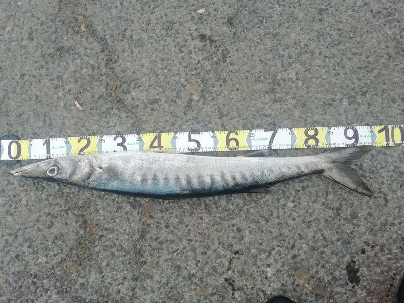 Fish Measure Picture